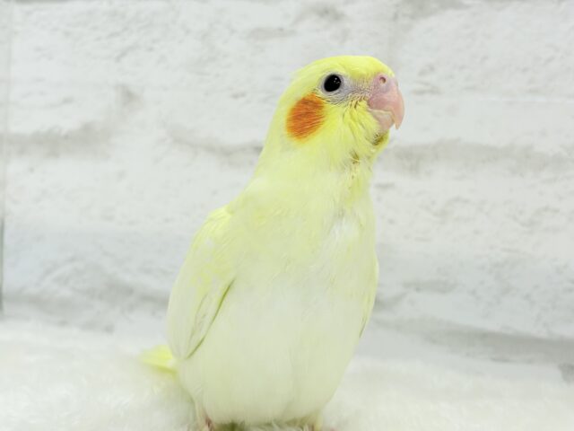 オカメインコ