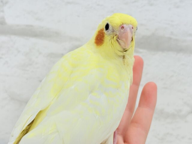 オカメインコ