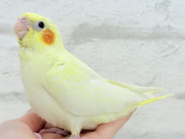 オカメインコ
