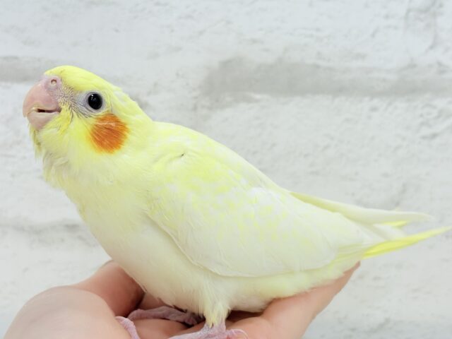 オカメインコ