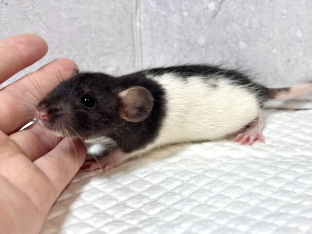 ファンシーラット