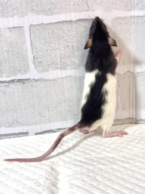 ファンシーラット