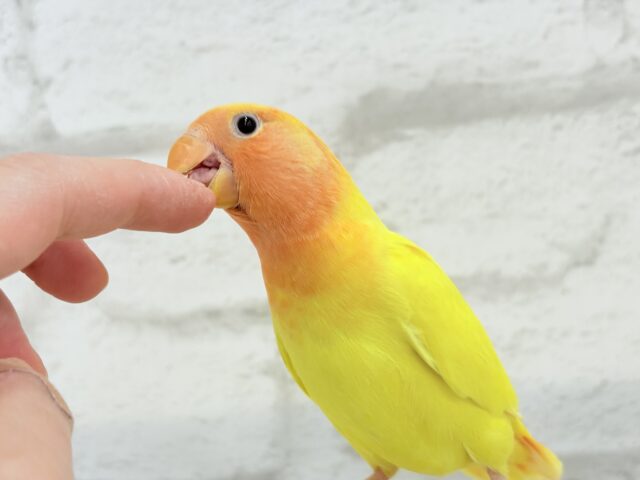 コザクラインコ（小桜インコ）