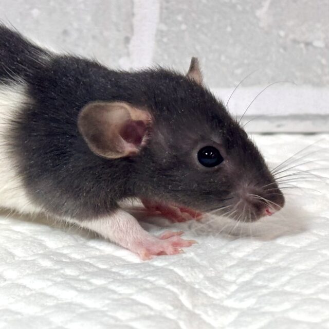 ファンシーラット