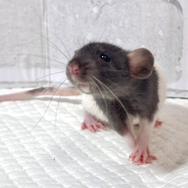 ファンシーラット