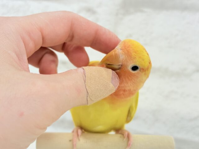 コザクラインコ（小桜インコ）