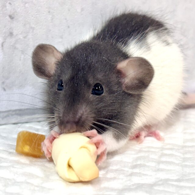 ファンシーラット