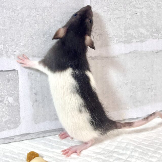 ファンシーラット