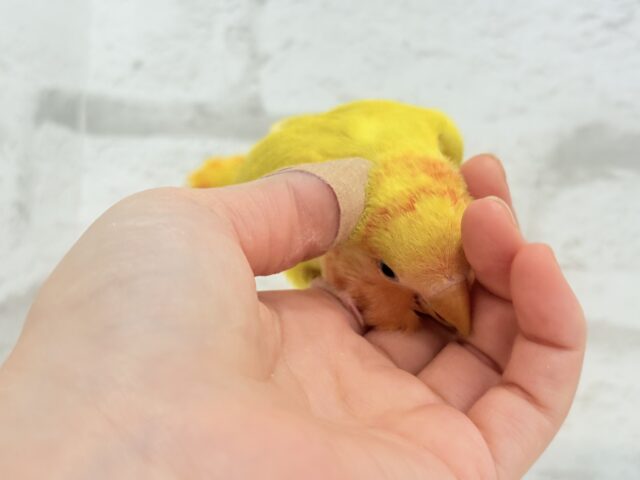 コザクラインコ（小桜インコ）