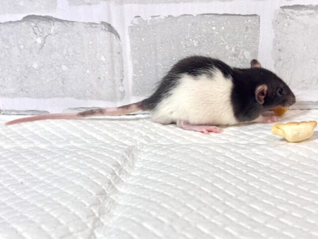 ファンシーラット