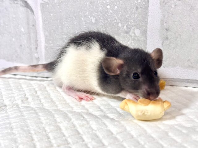 ファンシーラット