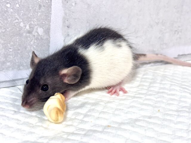 ファンシーラット