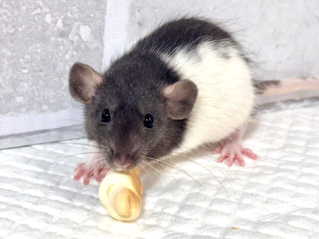 ファンシーラット