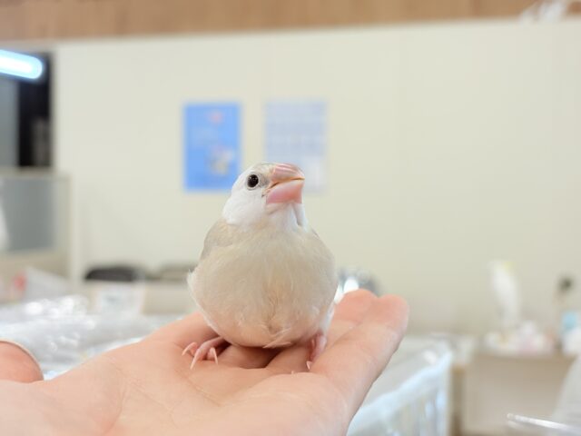アゲイト文鳥
