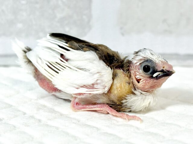 十姉妹（ジュウシマツ）