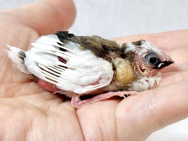 十姉妹（ジュウシマツ）