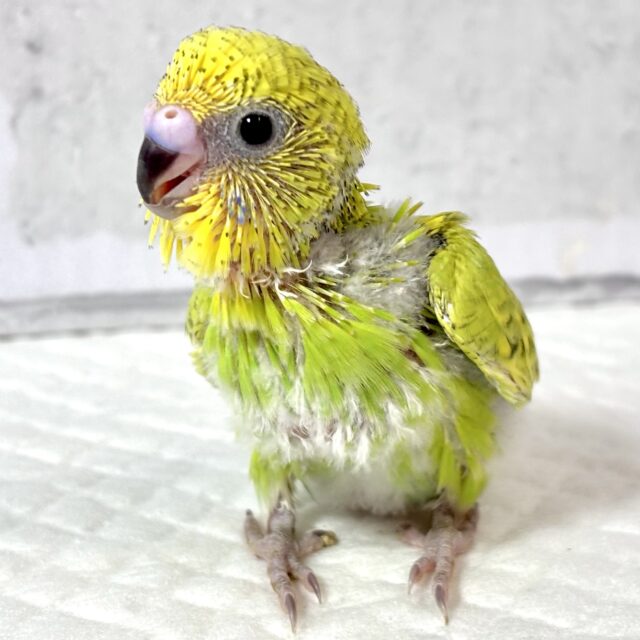 セキセイインコ
