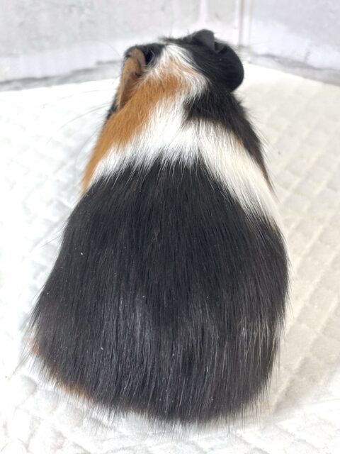 イングリッシュモルモット