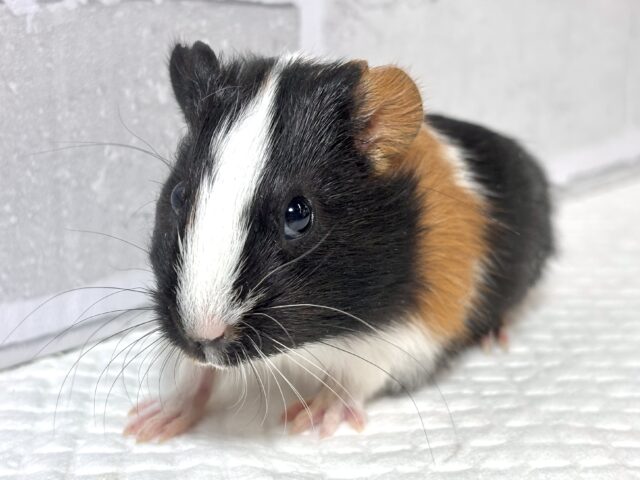 イングリッシュモルモット