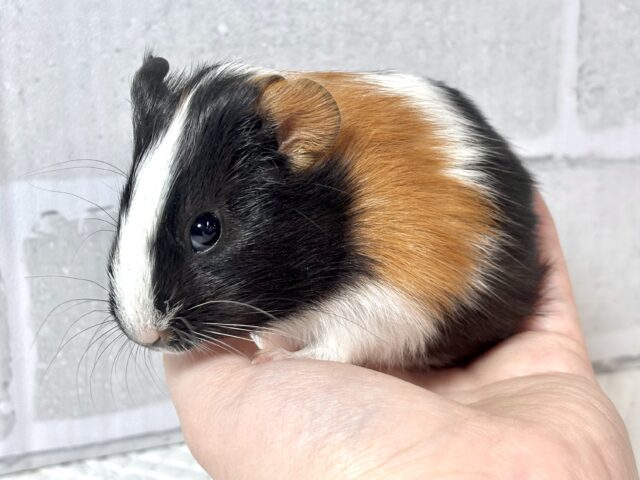 イングリッシュモルモット