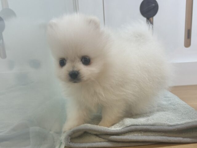 ポメラニアン