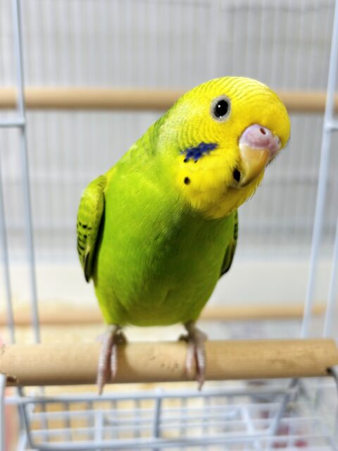 セキセイインコ