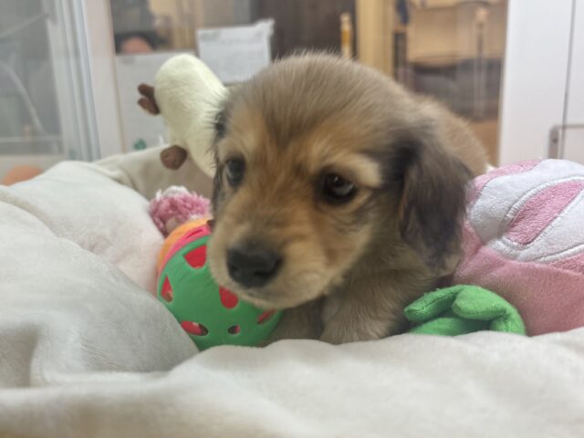 ミニチュアダックス