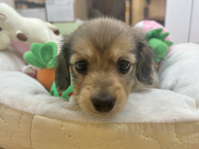 ミニチュアダックス