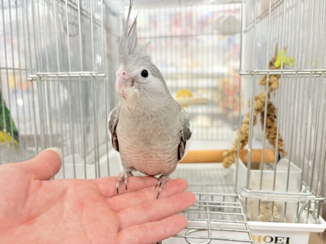 オカメインコ