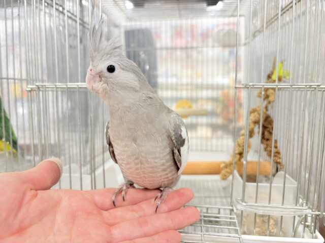 オカメインコ