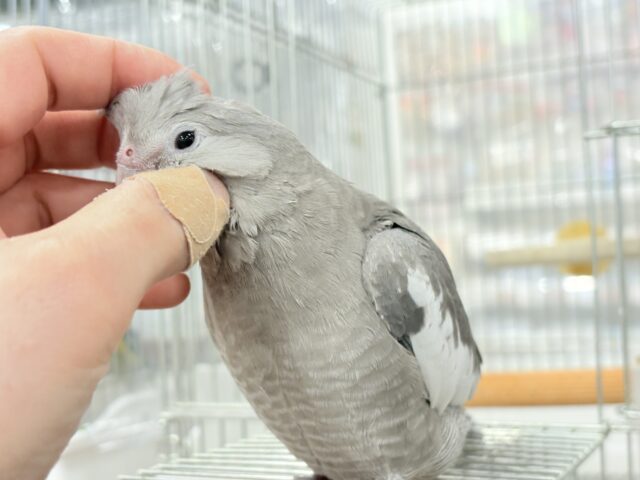 オカメインコ