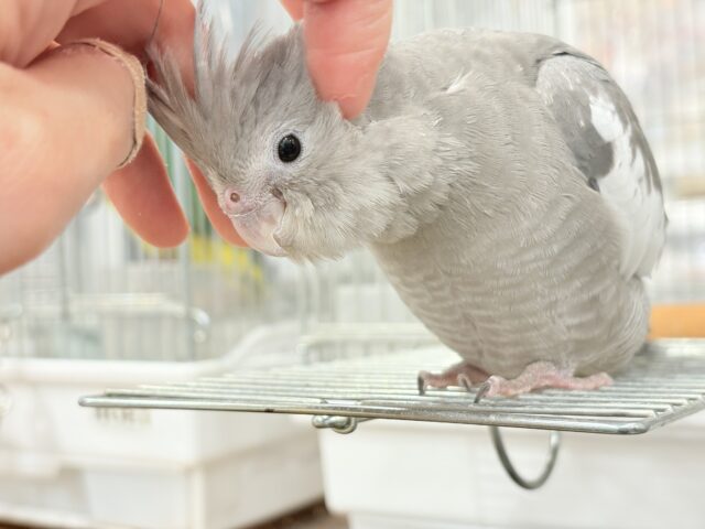 オカメインコ