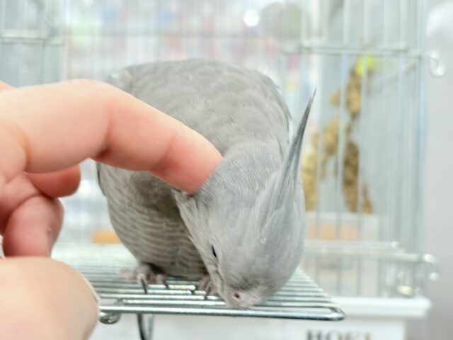オカメインコ