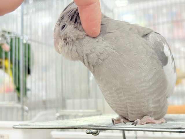 オカメインコ