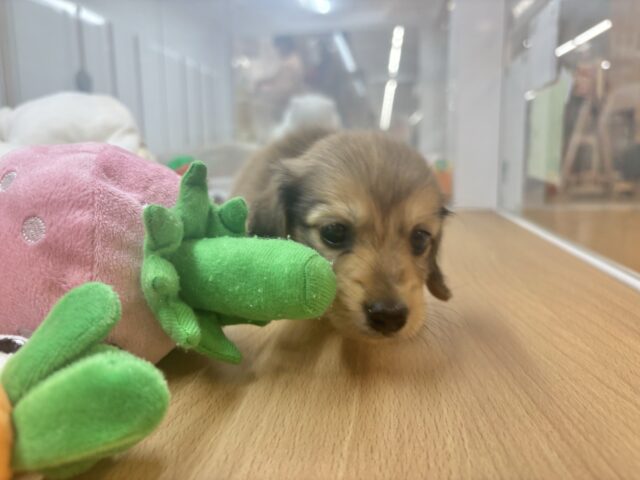 ミニチュアダックス