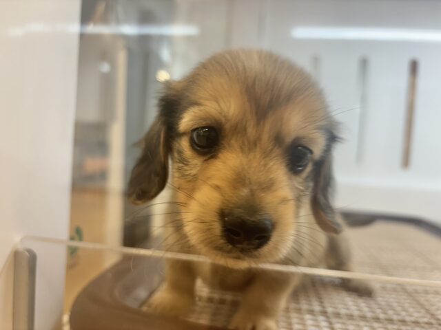 ミニチュアダックス