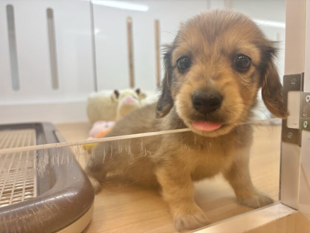 ミニチュアダックス