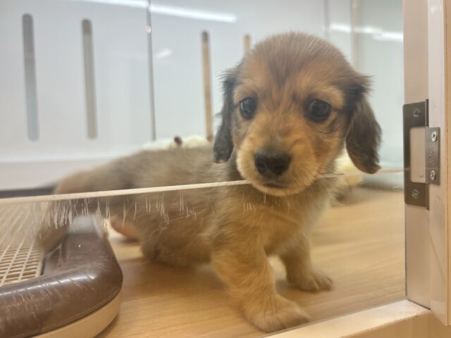 ミニチュアダックス