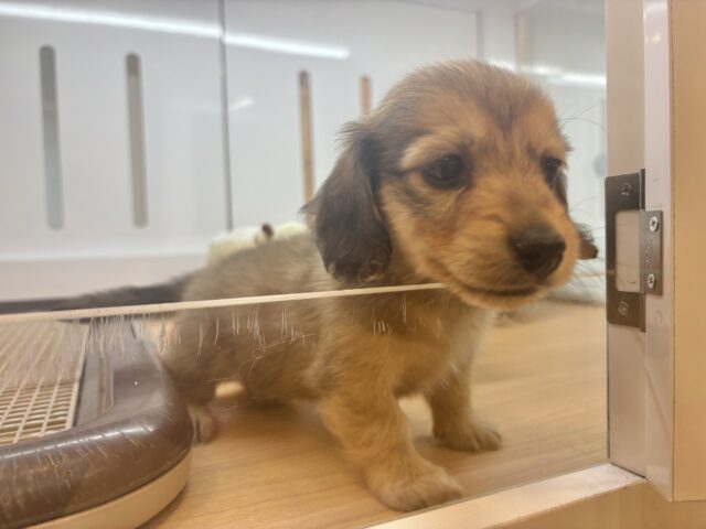 ミニチュアダックス