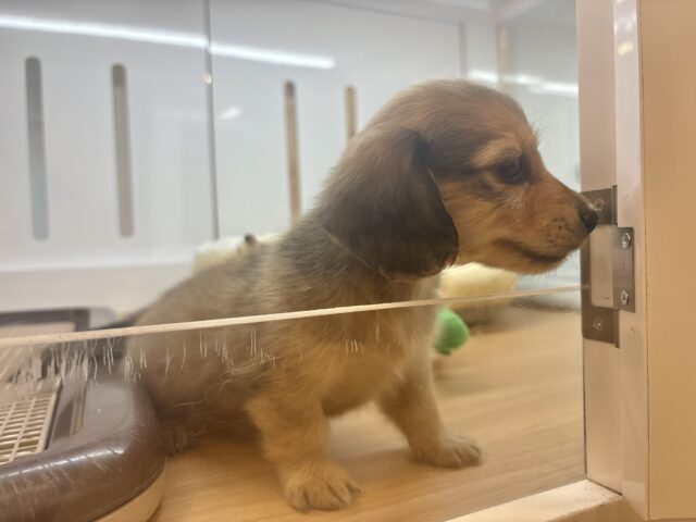 ミニチュアダックス