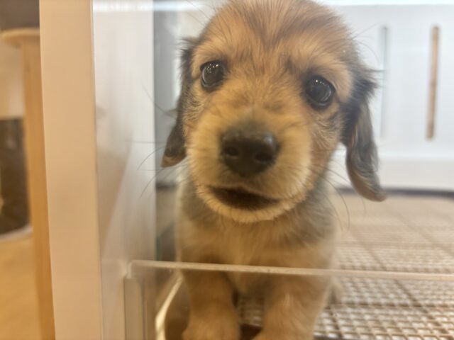 ミニチュアダックス