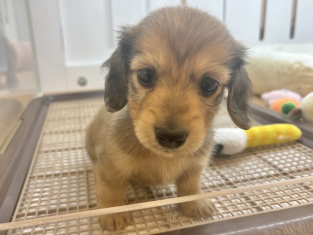 ミニチュアダックス