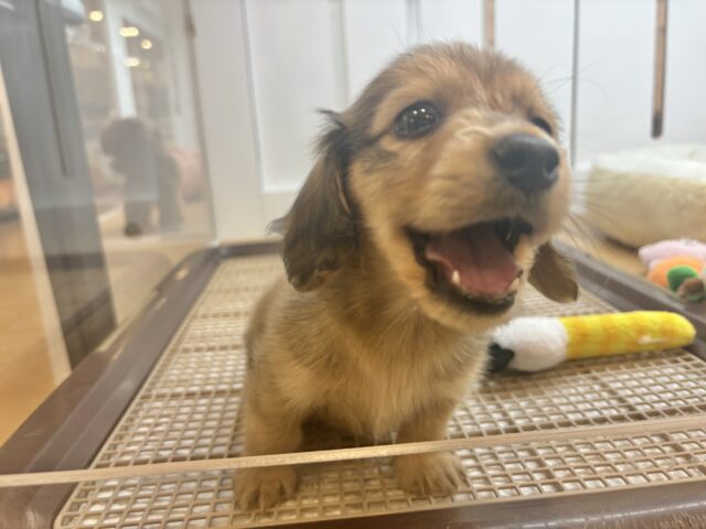 ミニチュアダックス