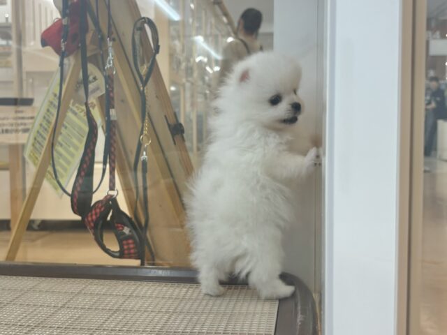 ポメラニアン