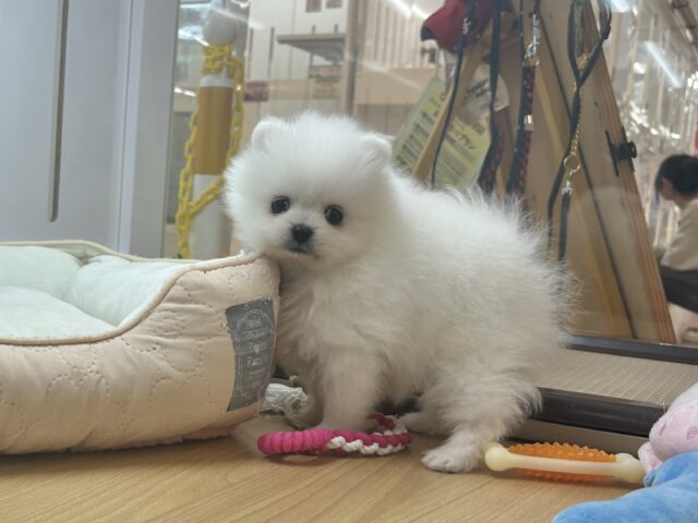 ポメラニアン