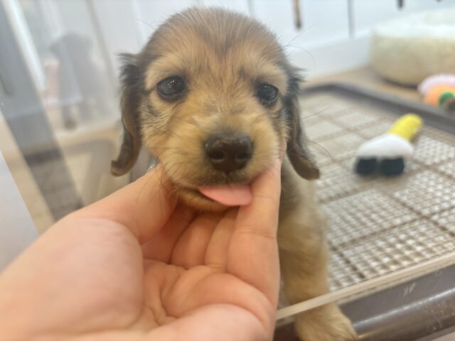 ミニチュアダックス