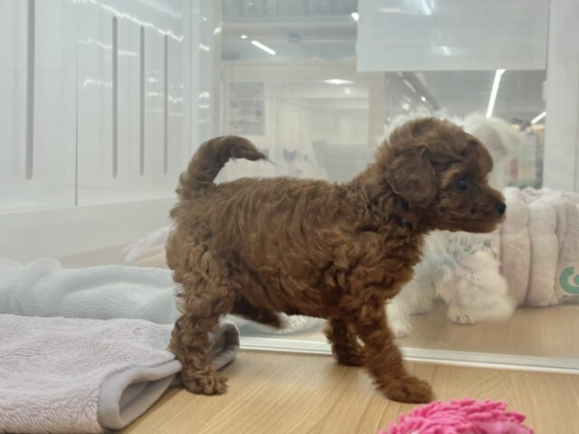 トイプードル