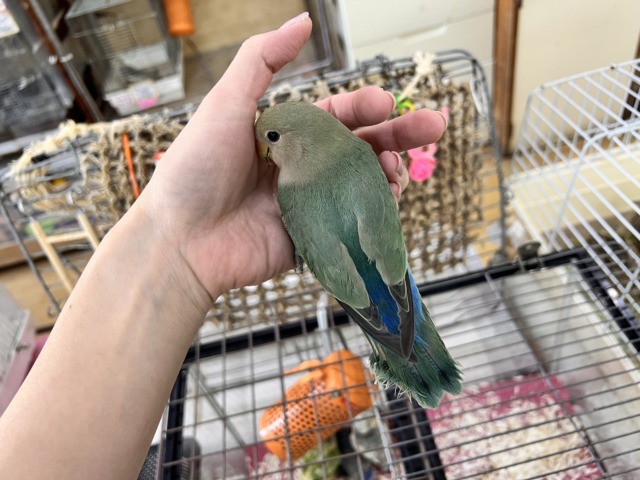 コザクラインコ（小桜インコ）