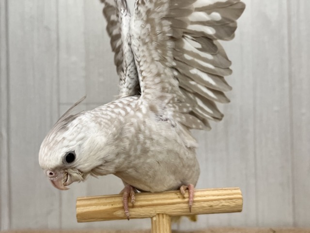 オカメインコ