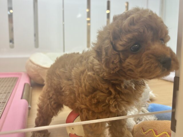 トイプードル
